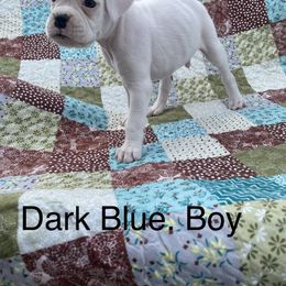 Boxer Puppies from David's Boxers