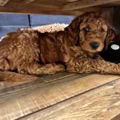 Irish Doodle Puppies from Rustic doodles of Sahuarita, AZ