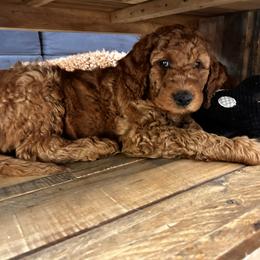 Irish Doodle Puppies from Rustic doodles of Sahuarita, AZ