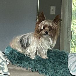 Ranger - Yorkshire Terrier