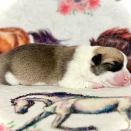 Boy 3 - Red male Pembroke Welsh Corgi puppy in Woodland, Washington from MB Acres Corgis