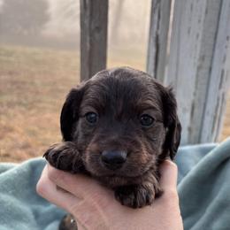 Dachshund Puppies from A Anchor Farm