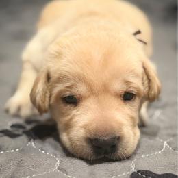 Red Male - Yellow male Labrador Retriever puppy in Franklin, Virginia from Oak Hollow Retrievers