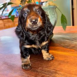 AKC Female 3 - Black and tan female Dachshund puppy in Knoxville, Tennessee from Thea's Puppies