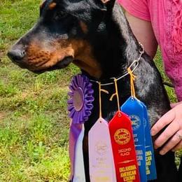 Doberman Pinschers from Valorosa Doberman Kennel