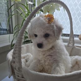 Yasmin - White and apricot female Bichon Frise puppy in Upland, California from IDREAMOFPUPPIES