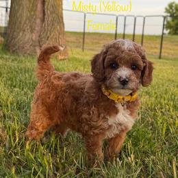 Misty - Red  female Goldendoodle puppy in De Pere, Wisconsin from Kinzor Kennels