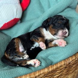 Sneak - Phantom male Goldendoodle puppy in Wharton, Texas from Little Fur Friends