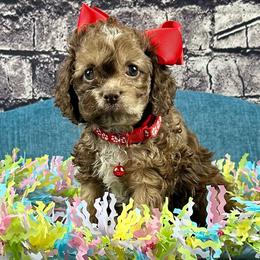 Monica - Brown female Cockapoo puppy in Lancaster, Missouri from Cavapoo Acres