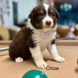 CHLOE - Red tri-color female Australian Shepherd puppy in Sheridan, Arkansas from Runnin’ Wild Ranch Aussies