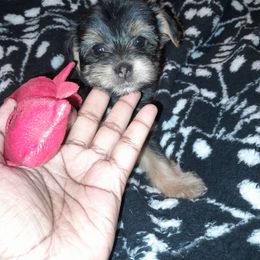 Yorkipoo and Yorkshire Terrier Puppies from Dynasty yorkies