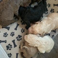 Labradoodle Puppies from Tiny Tally Tails