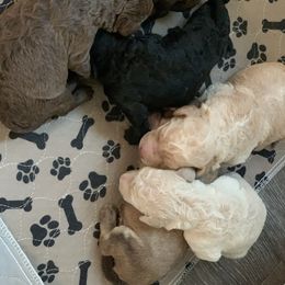 Labradoodle Puppies from Tiny Tally Tails