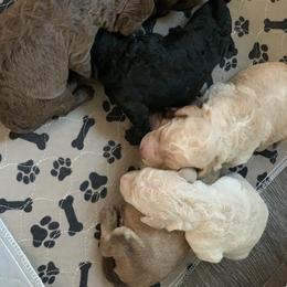 Labradoodle Puppies from Tiny Tally Tails