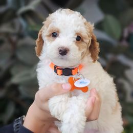 Saturn - Parti female Goldendoodle puppy in Pittsburg, Texas from Grace Springs Goldendoodles