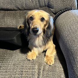 Puck - Dachshund