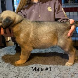 Male 1 - Fawn male Anatolian Shepherd Dog puppy in Daggett, Michigan from T&S Anatolians