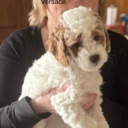 Versace - Parti female Goldendoodle puppy in Danville, Virginia from Stella’s Stunning Goldendoodles of VA
