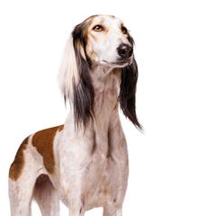 Saluki All Grown Up from Hayat Salukis