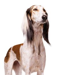 Saluki All Grown Up from Hayat Salukis