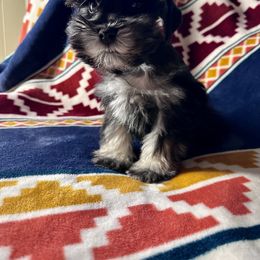 Miniature Schnauzer Puppies from Cali Sun-kissed Schnauzers