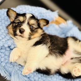 Tri boy 3 full Fluffy - Black and tan male Pembroke Welsh Corgi puppy in Hale, Michigan from All Hale Corgis