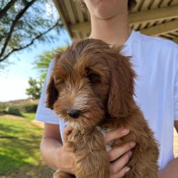 Patch - Caramel red male Australian Labradoodle puppy in Riverside, California from Sycamore Canyon Labradoodle