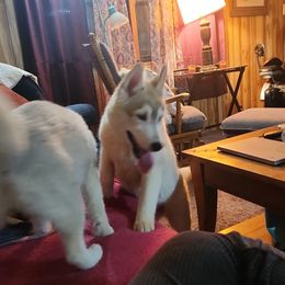 Siberian Husky Puppies from Spirit of the Moon Siberians