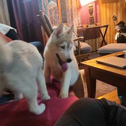 Siberian Husky Puppies from Spirit of the Moon Siberians