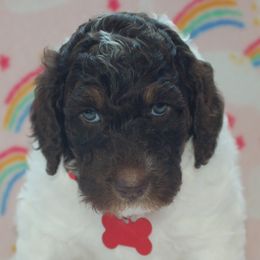 Red Collar Girl (Chloe) - Poodle puppy in Sugar Hill, Georgia from Secret Cove Standard Parti Poodles