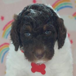 Red Collar Girl (Chloe) - Poodle puppy in Sugar Hill, Georgia from Secret Cove Standard Parti Poodles