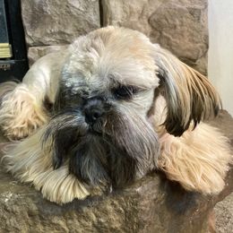 Zoey - Shih Tzu