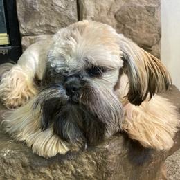 Zoey - Shih Tzu