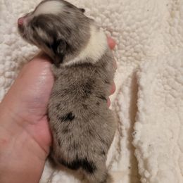 Pomeranian Puppies from Paradise Point Pomeranians