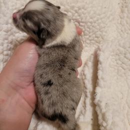 Pomeranian Puppies from Paradise Point Pomeranians
