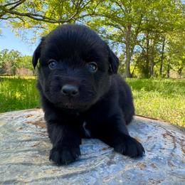 Echo - Black & white male Australian Shepherd puppy in Newton, Mississippi from Bright Star Aussies