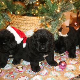 Girl 4 - Black female Newfoundland puppy in Ellendale Forge, Pennsylvania from Opening Heavens Doors Newfoundlands