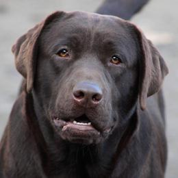 Dragon  - Labrador Retriever