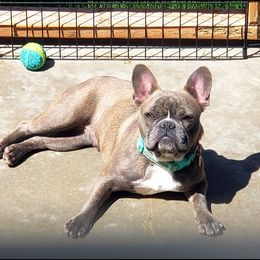 Raindrop - French Bulldog