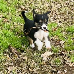 Border Collie Puppies from Patricia Goodwin