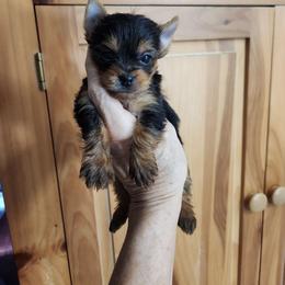Tiny Tim - Black and tan male Yorkshire Terrier puppy in Sidney, Ohio from Little Yorkie World