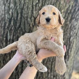 Charlie Brown (Black Collar) - Cream male Goldendoodle puppy in Bay City, Texas from Charming Doods
