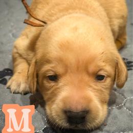 Orange Male - Yellow male Labrador Retriever puppy in Franklin, Virginia from Oak Hollow Retrievers
