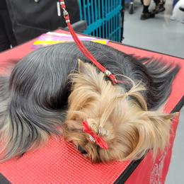 Yorkshire Terriers from Narnian Yorkies