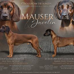 Bavarian Mountain Scent Hound puppies from Crossbow Kennels