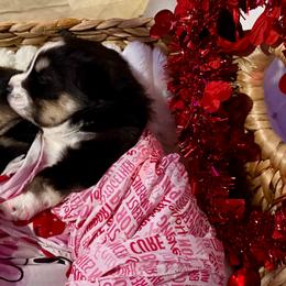 Valentina - Black and white female Pomsky puppy in Wisconsin from Summer's Pomskies