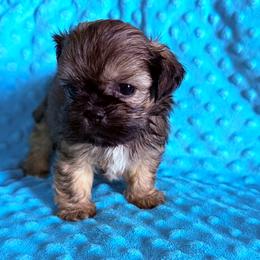 Boy 2 - Chocolate and tan male Shih Tzu puppy in Florida from Shih tzus and Shorkies Galore