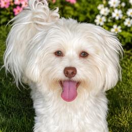 Sunny ☀️ - Havanese