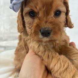 Aquarius - Red female Cavapoo puppy in Adrian, Oregon from ApplebyFarm