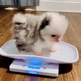 Sterling - Blue merle male Pomeranian puppy in Green Cove Springs, Florida from Natasha's Ark of Joy